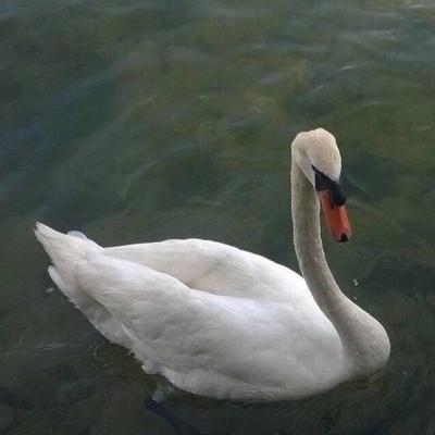 �ʺ��������õĳ�����������������Զ-�ɰ���