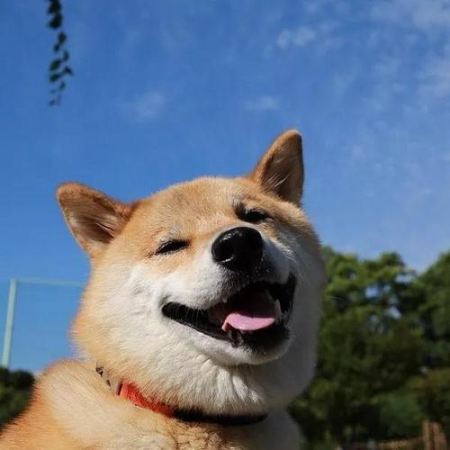 Ư���ĳ�����������������Ԣ���-�ɰ���