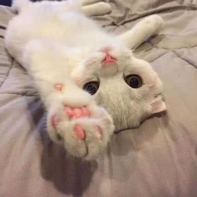 ���������ĳ���è���ִ�ȫԢ��ʮ������-�ɰ���