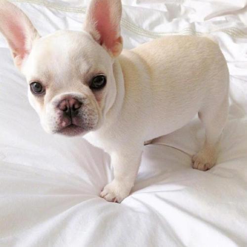 �Ը������ĳ������ִ�ȫ��Ӣ��������·��-�ɰ���