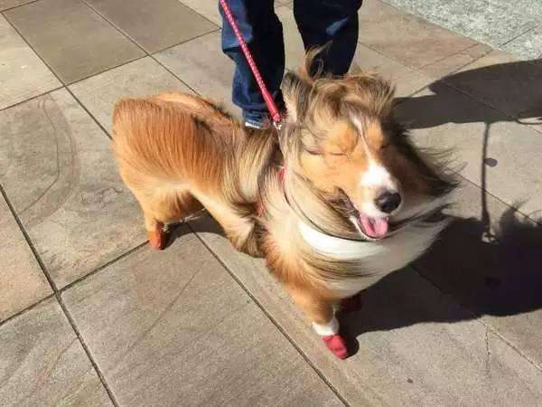 �����������ں�������������а�����ɫ������