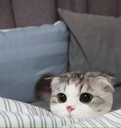 �ʺ�Сè��Ӣ�����ɰ�����-�ɰ���