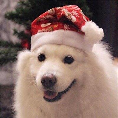 ���õĳ��ﹷ�ɰ����ִ�ȫ��������-�ɰ���