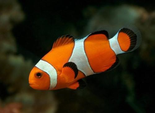 ��������ȡ���������ּ������Ͽ�-�ɰ���