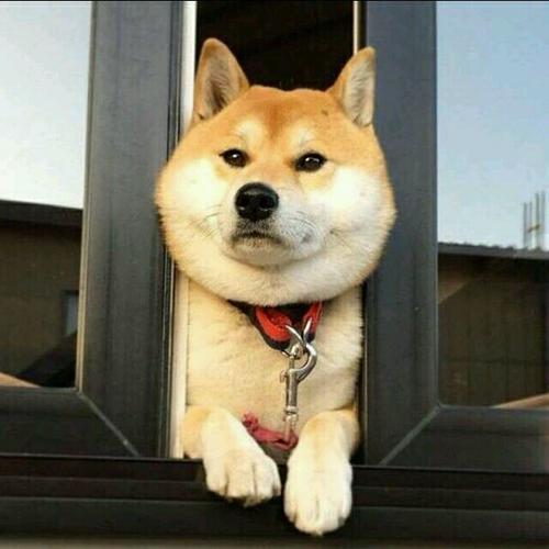 ���ﹷ���ִ�ȫ�ȴ��ȿɰ�-�ɰ���