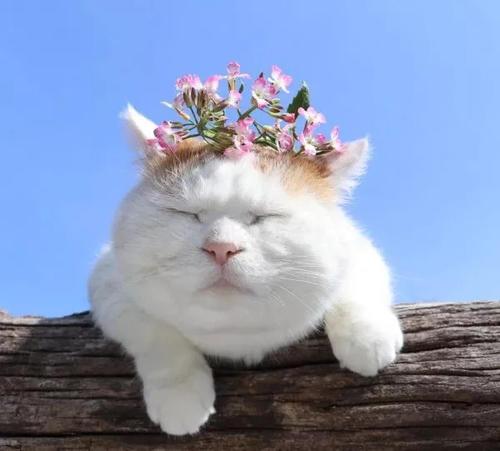 ʱ�еĳ���ɰ�Ӣ�����������ر�-�ɰ���