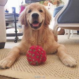 �����Ľ�ë���ﹷ���ִ�ȫ�ְ��ֺ�-�ɰ���