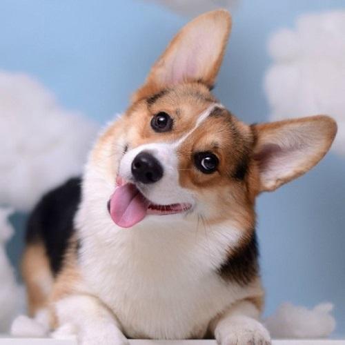 ��˳��������������������-�ɰ���