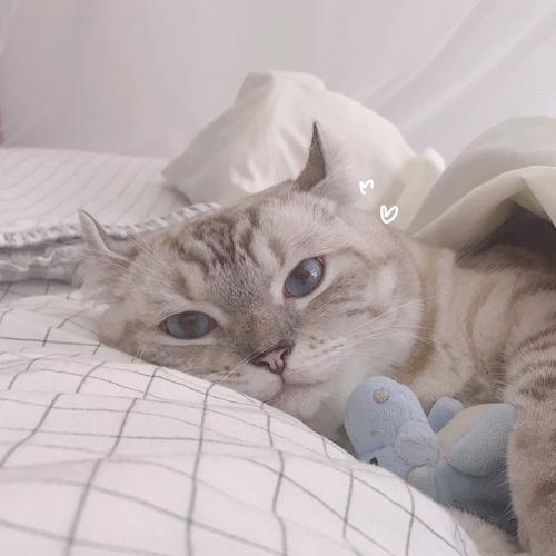 �����ִ��ȵĳ���è����ʮ�ֲ���-�ɰ���