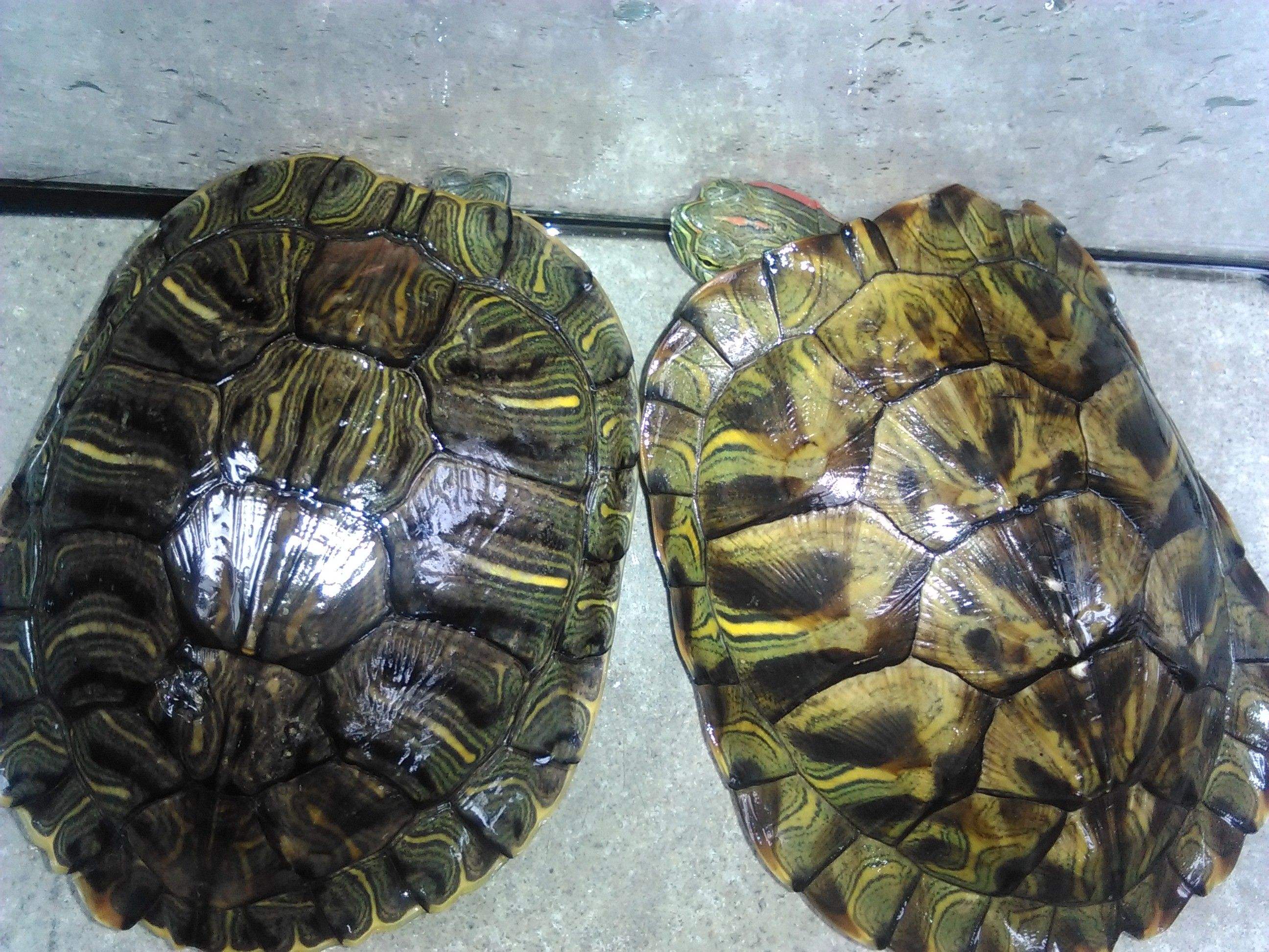 �����ڹ�������������ֵıȽ����������