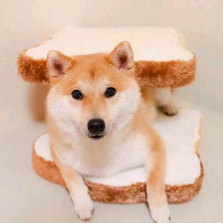 �����ɰ�����Ӣ������������·��-�ɰ���