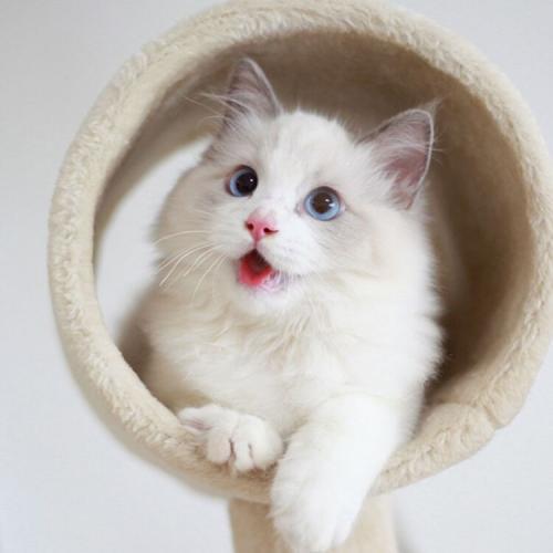 ���¸�����è�����־��Թ�������-�ɰ���