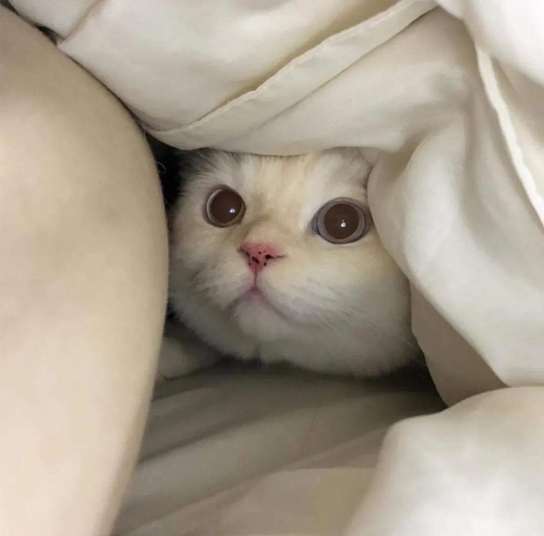 ��ܰ������ĳ�������������������ر�-�ɰ���