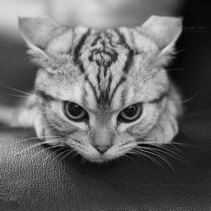 ���Ͱ����ĳ��ﹷ��������ǿ��-�ɰ���