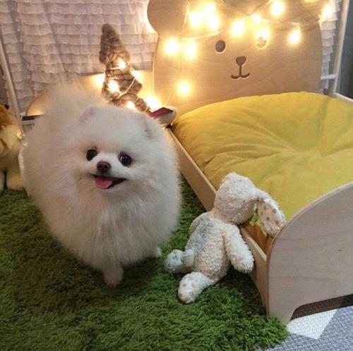 �����Ĳ������ﹷ���ִ�ȫ����ʱ��ǰ��-�ɰ���