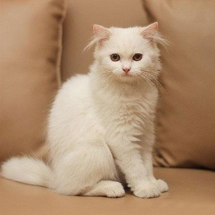 ԲͷԲ�Եĳ���è���ִ�ȫ�ȳ���ͨ-�ɰ���