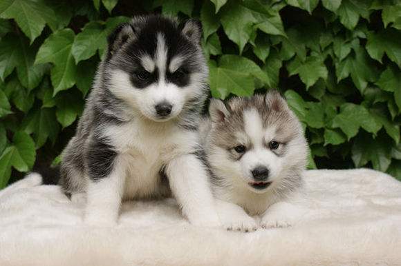 好兄弟好哥们2人霸气网名,一声兄弟一生兄弟