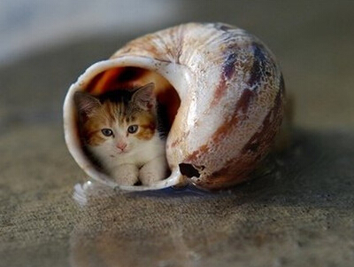 �ÿ�������������ȫ