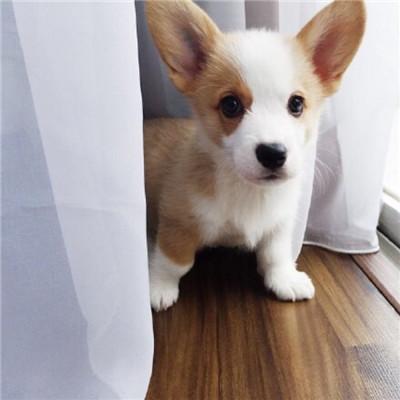 ���ﹷ�����ְ������ֺ���������-�ɰ���