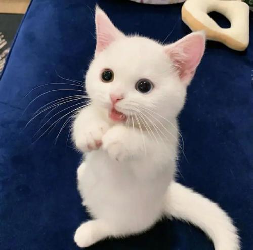 �Դ����Ƶĳ������ִ�ȫ��ק����������-�ɰ���