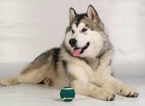 ���������ĳ������ִ�ȫ������-�ɰ���