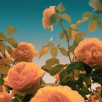 �ǳ�����ļ������������ں�-�ɰ���