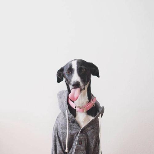 �����ĳ��ﹷ���ִ�ȫ�����޾�-�ɰ���