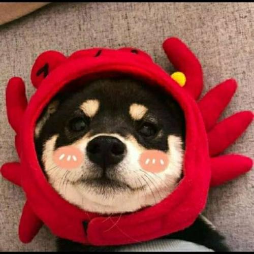 ������˧�����������Ľ��̽���-�ɰ���