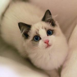 ���ƺÿ��ĳ���������˳Ƣ����-�ɰ���