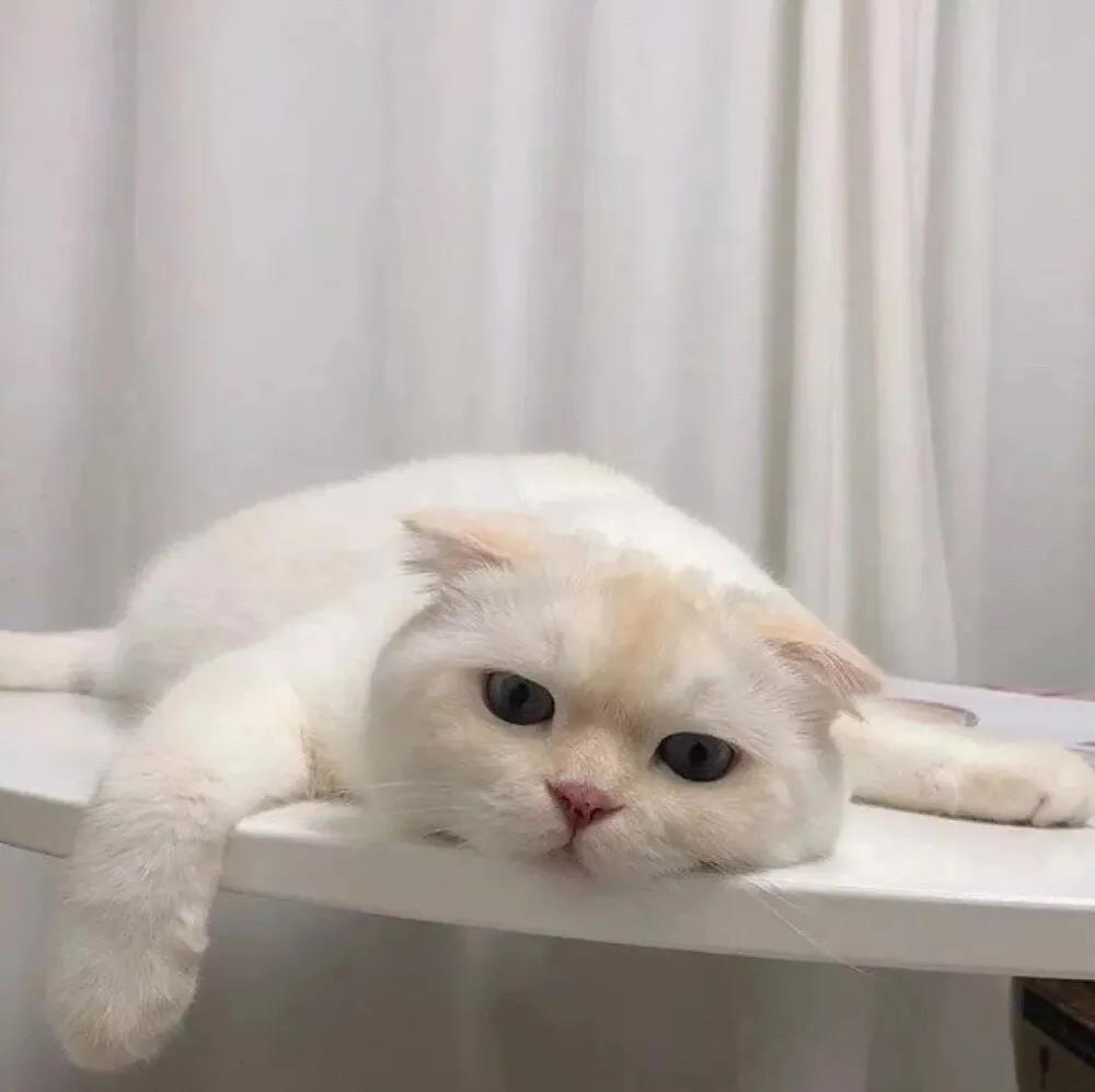 ��˧�����ĳ��ﹷ�ĸ������ִ�ȫ�з���-�ɰ���