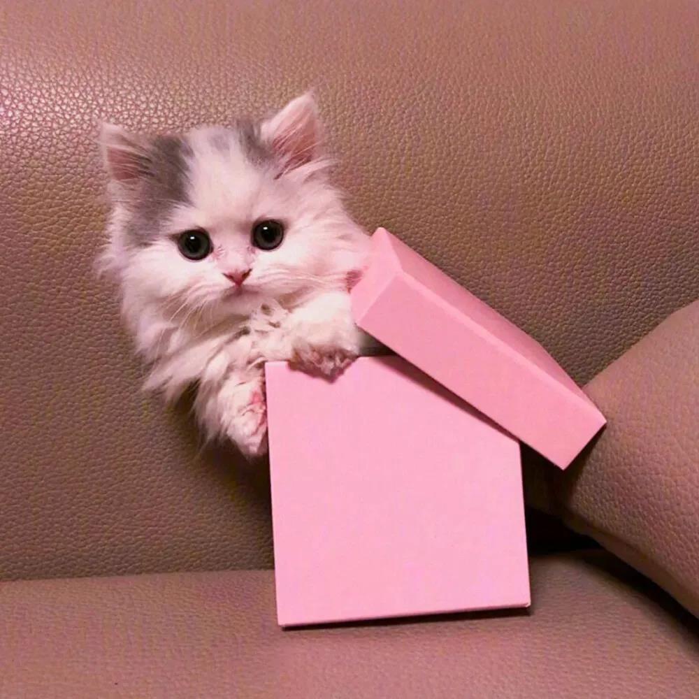 ����è���ִ�ȫ��С�ɿɰ�����-�ɰ���