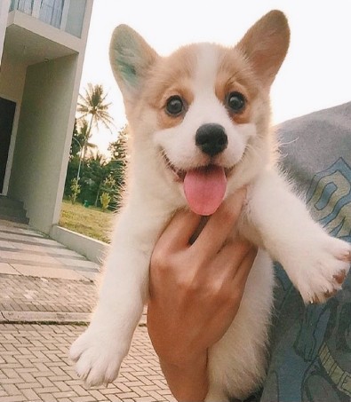 ��Ĭ��Ц�������������߶�-�ɰ���