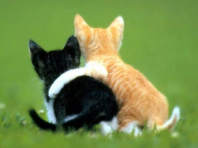 幽默搞笑的微信名字大全:喵小咪﹥ε﹤