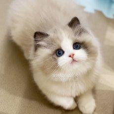 �и��Ե�è��������ִ�ȫ������è-�ɰ���