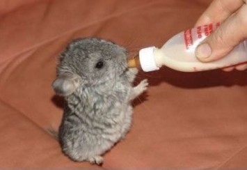 �����ķ������������Ȼ���ף���SB��Ȼ߀��