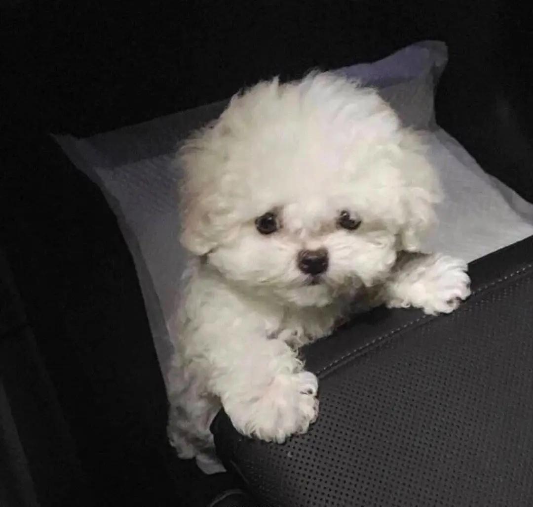 ��С����ɰ����ִ������Ŀ���-�ɰ���