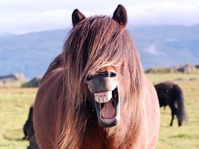 2016��Ц������ȫ