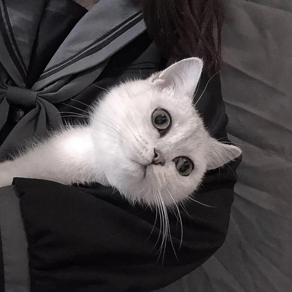 �������ִ�ȫ��Ӣ�������ĸ߼���-�ɰ���