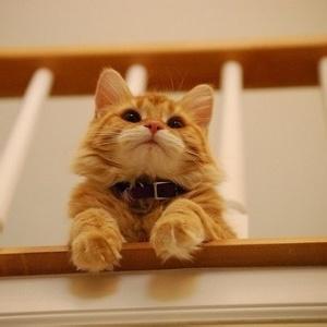 �ÿ��ĳ���è������������һ��������-�ɰ���