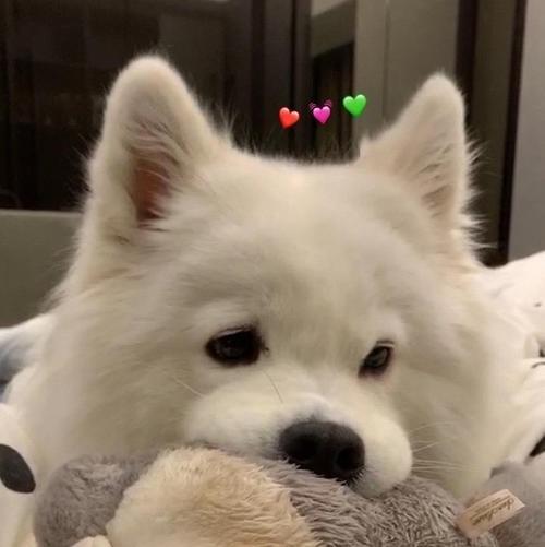 ����ֵ���ﹷ�������������಻ͬ-�ɰ���