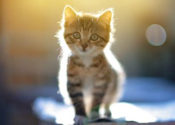 ������Ľ������ִ�ȫ���� ǳĩ�껪��