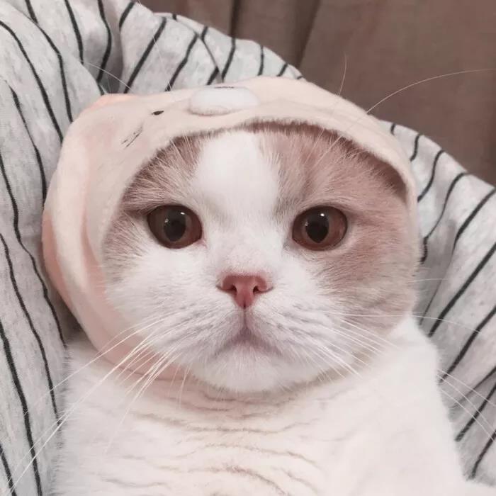 ����������һ�Գ���è�����ֲ��¶�-�ɰ���