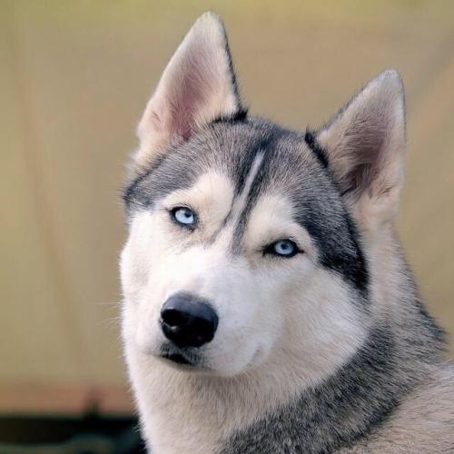 ����ĸ�Ц΢������Ĭ��Ȥ-�ɰ���