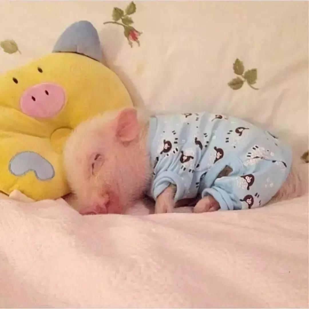 ��Ц��2020���������°��Ӻ�ݸ߶�