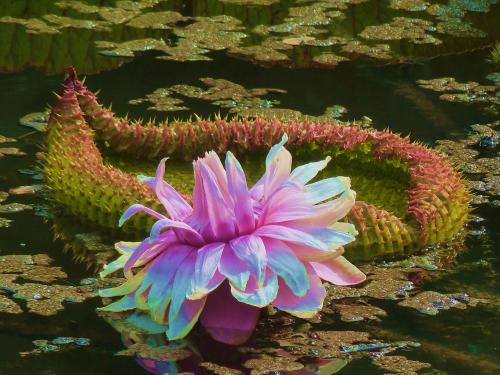 �߶������ر�Ư�����������ഺɢ������������