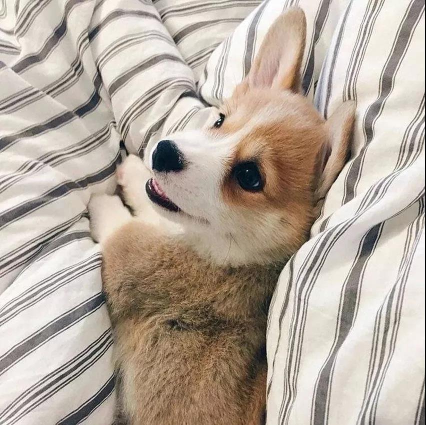 ���ﹷ�����ְ�������ʮ���и���-�ɰ���