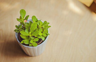 伤感怀旧的QQ网名:课桌上刻着我们的青春