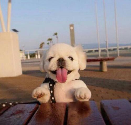 �ж���ֵĿɰ����ﹷ�����ַ�����-�ɰ���