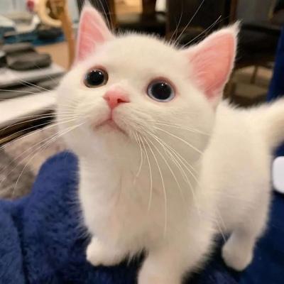 ������ɭϵ�����������Ͽ�-�ɰ���