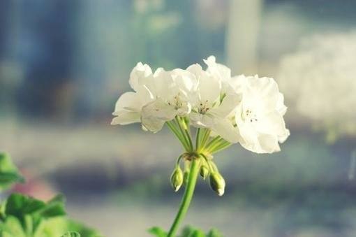 有意境优美好听的网名,爱情取名叫珍惜